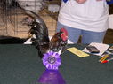 2013_poultry_show_008.JPG