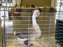 2013_poultry_show_036.JPG