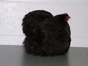 2013_poultry_show_040.JPG