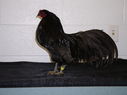 2013_poultry_show_042.JPG