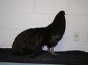 2013_poultry_show_046.JPG