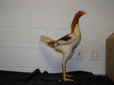 2013_poultry_show_047.JPG