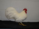 2013_poultry_show_049.JPG