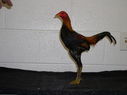 2013_poultry_show_055.JPG