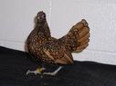 2013_poultry_show_056.JPG