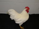 2013_poultry_show_060.JPG