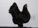 2013_poultry_show_066.JPG
