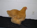 2013_poultry_show_069.JPG