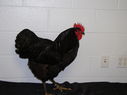 2013_poultry_show_073.JPG