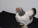 2013_poultry_show_075.JPG