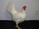 2013_poultry_show_076.JPG