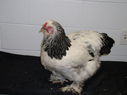 2013_poultry_show_083.JPG