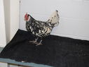 2013_poultry_show_084.JPG