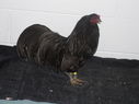 2013_poultry_show_088.JPG